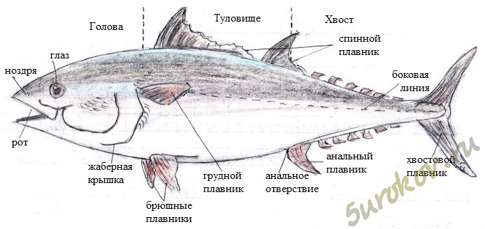 Доклад по теме Рыба с четырьмя глазами