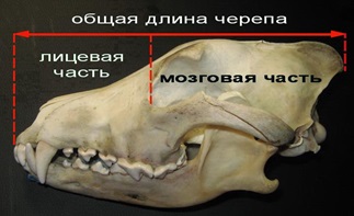 Кости позвоночника у млекопитающих