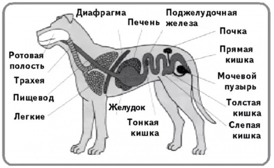 Кости позвоночника у млекопитающих