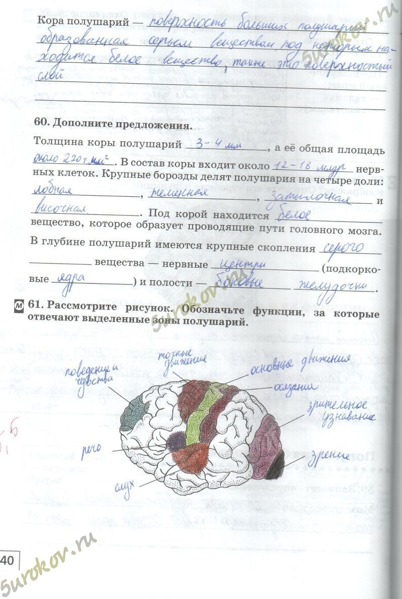 ГДЗ рабочая тетрадь по биологии 8 класс Сонин Агафонова, заполненная тетрадь  по биологии