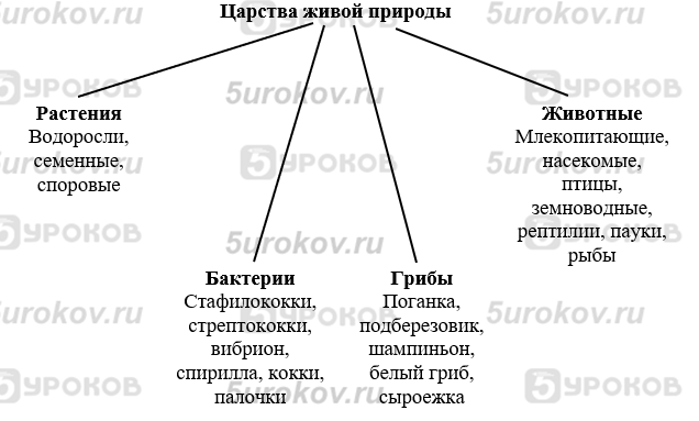 Таблица «Царства живой природы»